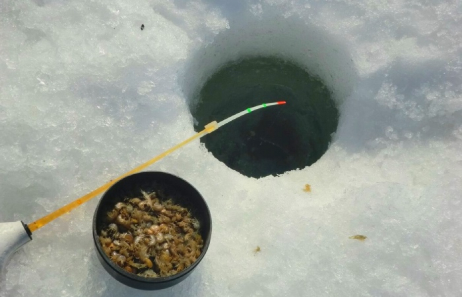 Подробнее о статье Прикармливание мормышем и ловля окуня на мормыш на зимней рыбалке