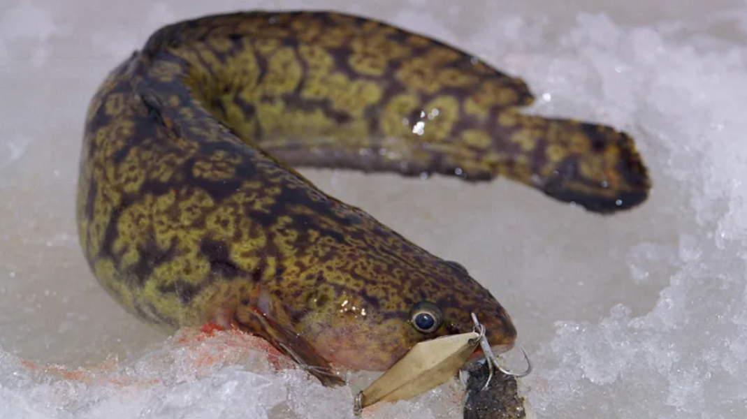 Подробнее о статье «Беда и выручка» — неоднозначная рыба, которая до сих пор прокармливает сибиряков всю зиму