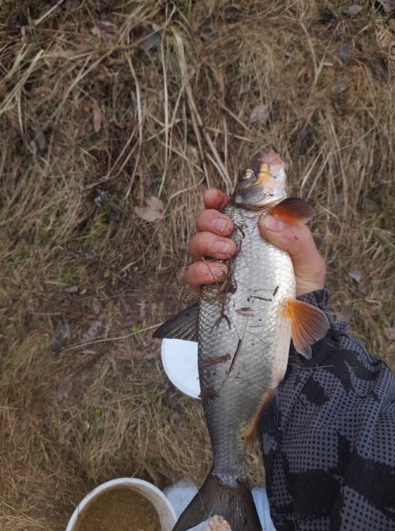 Подробнее о статье Рыбалка на реке Луга — пошла сырть