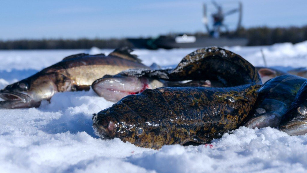 Подробнее о статье Зимняя рыбалка на налима, поиск рыбы, способы ловли, снасти, приманки, советы бывалых рыбаков.