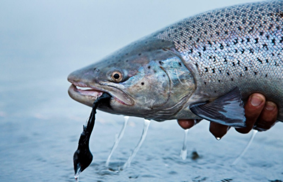 Подробнее о статье Каспийский лосось: таинственный обитатель реки Волга