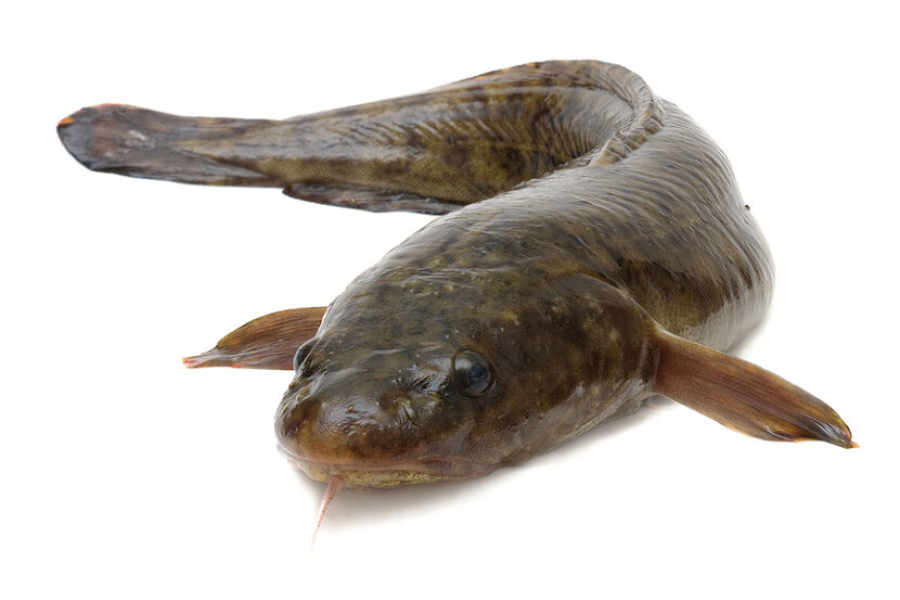 Налим – странная и удивительная древняя рыба